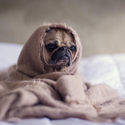 Hund in einer Decke