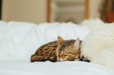 Vårt köpekontrakt för katt hjälper dig att ta hand om din fyrbenta vän på bästa sätt. Kontraktet är juridisk kvälitetssäkrat och hjälper dig att inte glömma något viktigt. 