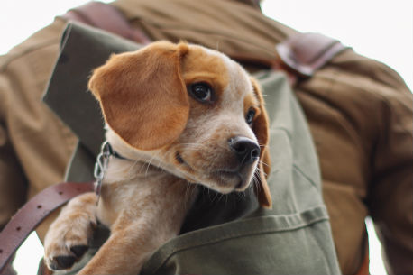 Vårt köpekontrakt för hund hjälper dig att ta hand om din fyrbenta vän på bästa sätt. Kontraktet är juridisk kvälitetssäkrat och hjälper dig att inte glömma något viktigt. 
